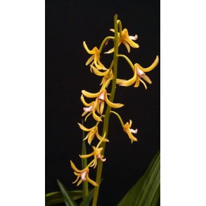 Xylobium bractescens