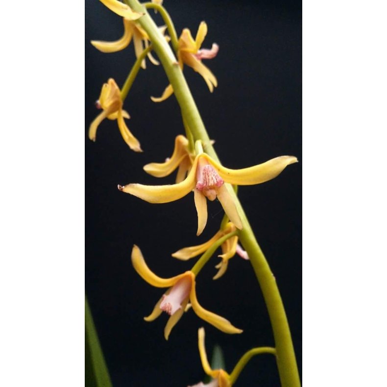 Xylobium bractescens