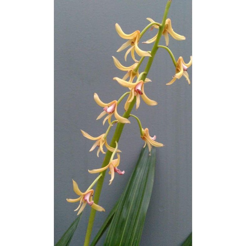 Xylobium bractescens