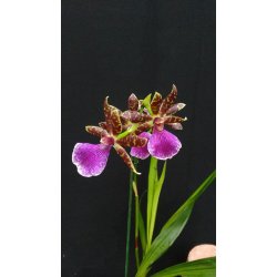 Zygopetalum Louisendorf