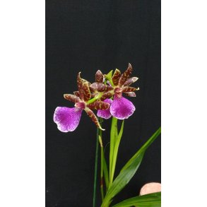 Zygopetalum Louisendorf