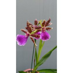 Zygopetalum Louisendorf