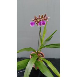 Zygopetalum Louisendorf