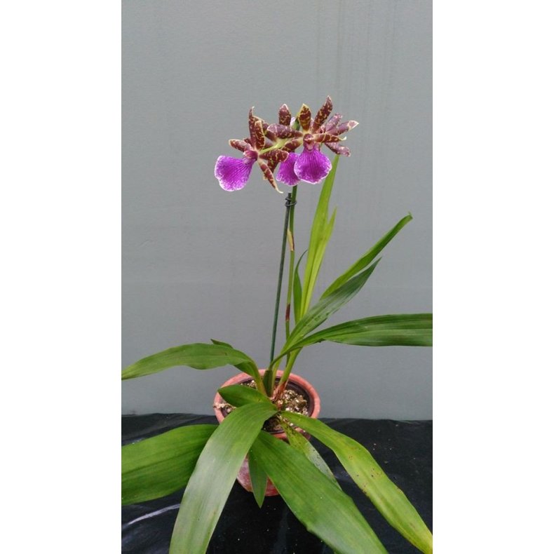 Zygopetalum Louisendorf